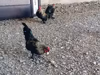 سيبرايت — الصورة 2