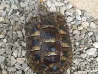 UMUMI QIYMETDIR!!! Araliq deniz Tisbagalari 🇦🇿 Azərbaycan dili: 🐢 4 — foto 1