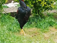 Chickens — Foto 3