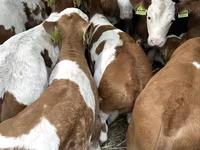 Bulle, Simmental cattle — Foto 3