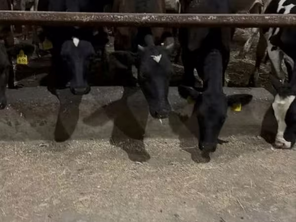 Kuh, Holstein-Rasse
