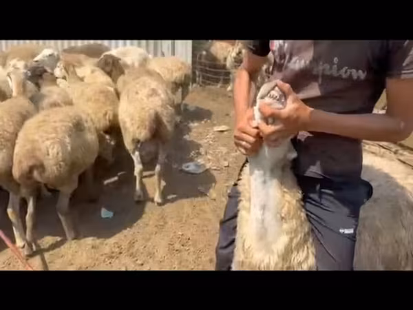 Ovejas (lote, sexo no especificado), Ovejas