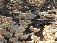Ducks — Foto 4