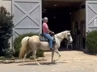 Stute, Palomino — Foto 4
