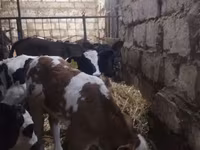 Rinder (Partie, Geschlecht nicht angegeben), Simmental cattle — Foto 1