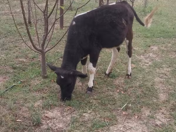 Kuh, Swedish red cattle