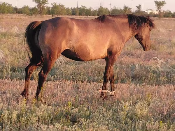 Yegua, Mugalzhar horse