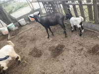 Goat, Goats — photo 3