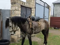 Hengst, Azerbaijan horse — Foto 3