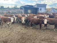 गाय, Swiss cattle — फ़ोटो 4