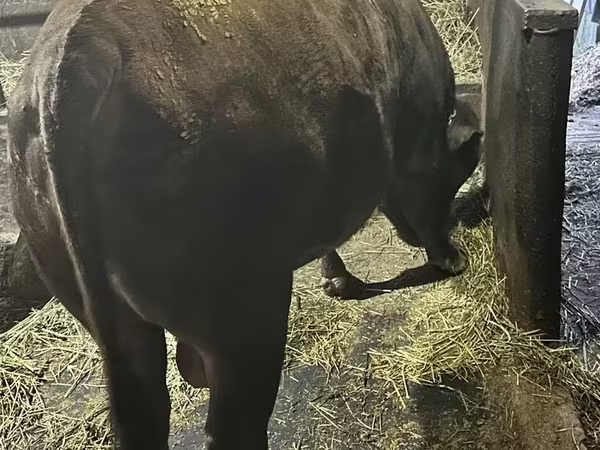 Bulle, Aberdeen-Angus