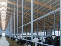 Kuh, Simmental cattle — Foto 7