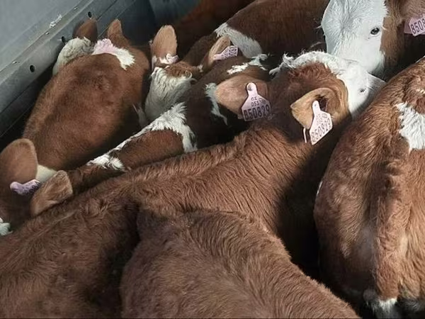 ثور, Simmental cattle