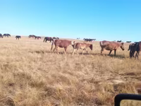 Yegua, Horse breed — foto 3