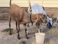 Dişi keçi, Beetal goats — foto 2