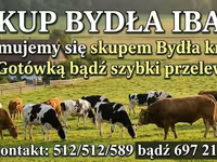 Бұқа, Ірі қара — 3-сурет