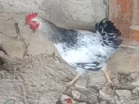 Chickens — Foto 2