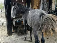Stute, Kazakh horse — Foto 4
