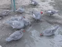 Ducks — photo 8
