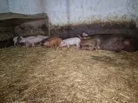 Ana donuz, Donuzlar — foto 4