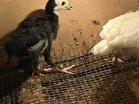 Turkeys — الصورة 4