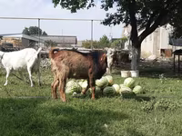 عنزة, Nubian Goat — الصورة 1