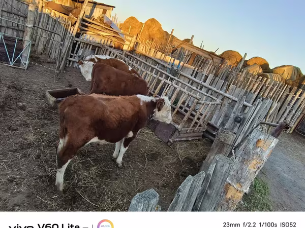 ثور, Simmental cattle