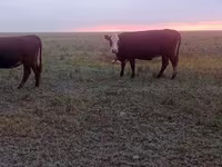 Sigir, Latvian Blue cattle — 2-rasm