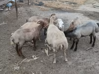 Ram, Sheep — photo 3