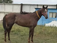 Caballo, Arabian horse — foto 1
