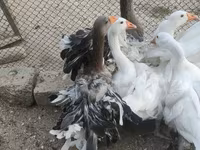Geese — الصورة 1