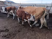 بقرة, Latvian Blue cattle — الصورة 1
