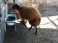 Qoç, Blackheaded Persian sheep — foto 1