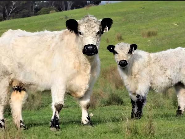Vaca, Vaca Galloway