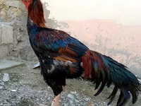 Chickens — Foto 2