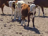 母牛, Latvian Blue cattle — 照片 3