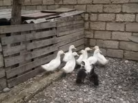 Ducks — Foto 1