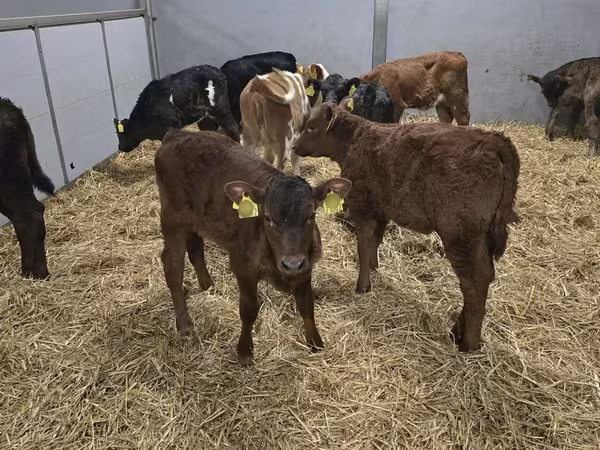 Kuh, Simmental cattle