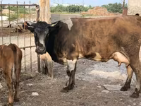 Sigir, Qoramol — 1-rasm