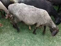 Widder, Schafe — Foto 5