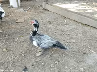 家养麝香鸭 — 照片 1