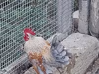 Chickens — फ़ोटो 1