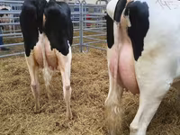Kuh, Holstein-Rasse — Foto 3