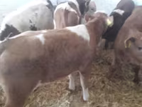 Cattle (batch, sex not specified), Simmental cattle — photo 6