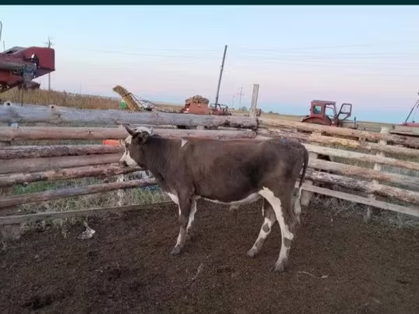 Toro, Ganado vacuno