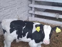 Buqa, Russian Black pied cattle — 1-rasm
