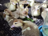 Ducks — फ़ोटो 7