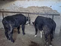 Buğa, Aberdin – Angus — foto 1