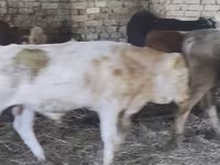 Bulle, Simmental cattle — Foto 2