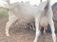 عنزة, Alpine goat — الصورة 2
